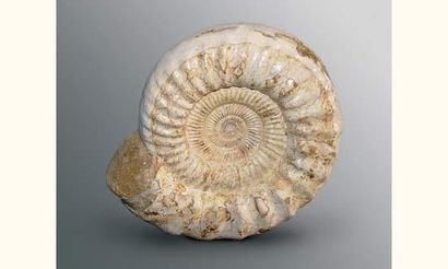 null Ammonite Perisphinctes elephatinum. Jurassique - Crétacé.
Très belle pièce.
Diamètre:...