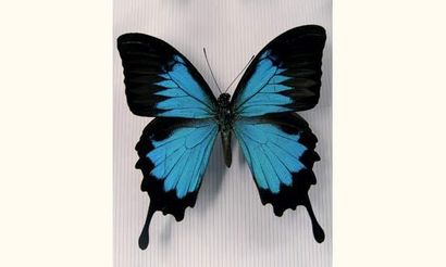 null Une boite 39x26 Papilionidae diverses espèces dont Papilio ulysses, blumei.