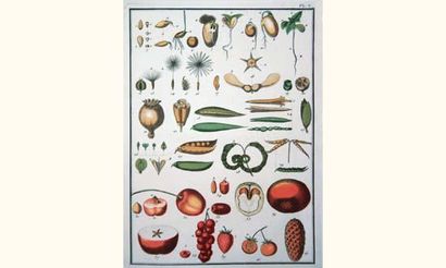 null BULLIARD. - Dictionnaire élémentaire de Botanique..
P., Imp. de Crapelet, An...