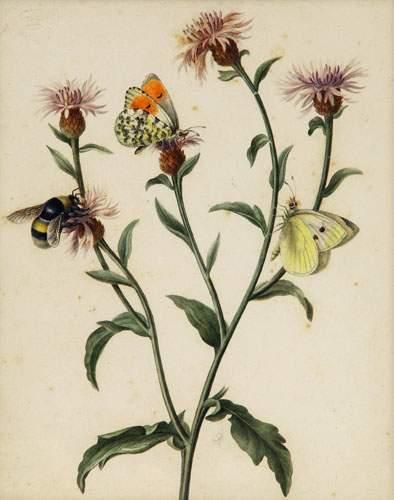 null Ecole FRANCAISE du XIXème siècle
Etude de fleurs et insectes
Aquarelle.
19,5...