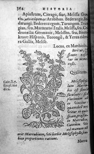 [DUPINET (Antoine)]. Historia Plantarum....