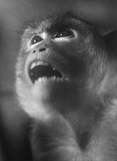 SINGES Portraits de singes ; chimpanzé appartenant au Dr Mennerat ; bébé singe, ca....
