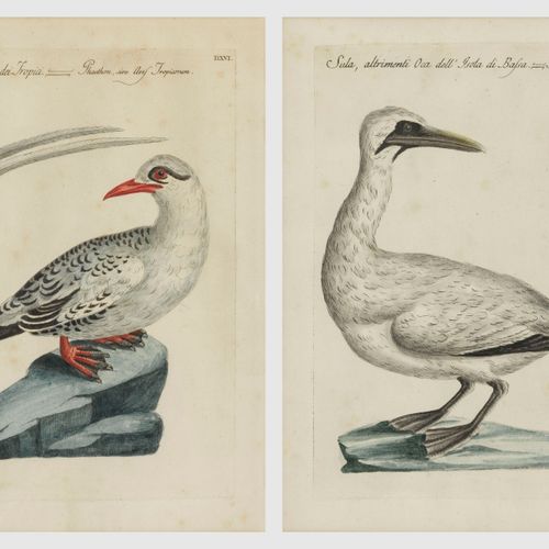 Null Saverio Manetti (1723-1785)

Histoire naturelle, oiseaux exotiques, paire d&hellip;