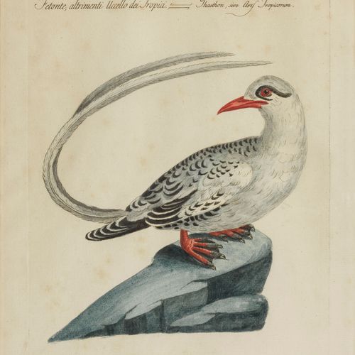 Null Saverio Manetti (1723-1785)

Histoire naturelle, oiseaux exotiques, paire d&hellip;