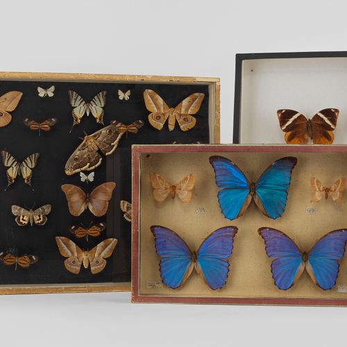 Null Trois boîtes entomologiques contenant des papillons 

39x50 et 26x39 cm
