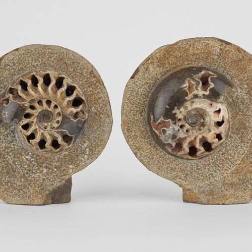 Null Deux fossiles d'ammonite, Crétacé

La partie centrale polie, D 16 et 18 cm