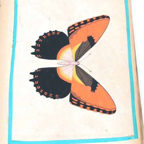 Null Due quaderni con diverse centinaia di disegni di farfalle, insetti, funghi,&hellip;