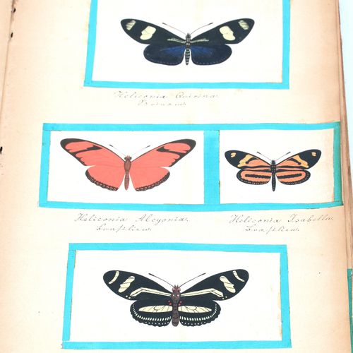 Null 两本有几百幅蝴蝶、昆虫、蘑菇等图画的笔记本，混合媒介，可能是由Prof. Dr. Phil.海德堡大学教授海因里希-施密特，1918年去世。