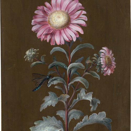 Dietzsch, Margarete Barbara 秋天的菊花和蜻蜓。



水粉画在牛皮纸上。28,7 x 20,3厘米。右下角有铅笔签名的 "Dietz&hellip;