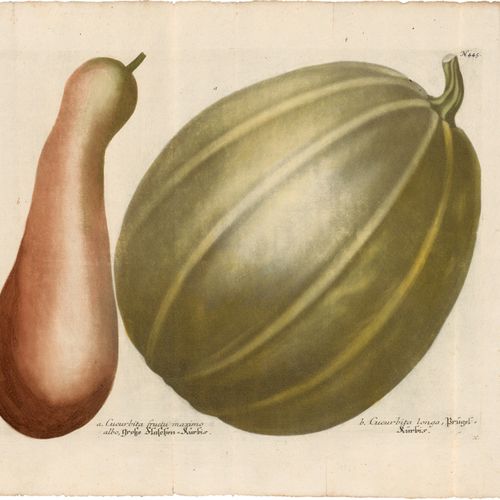 WEINMANN, Johann Wilhelm Various types of pumpkins. 

4 color etchings with cont&hellip;