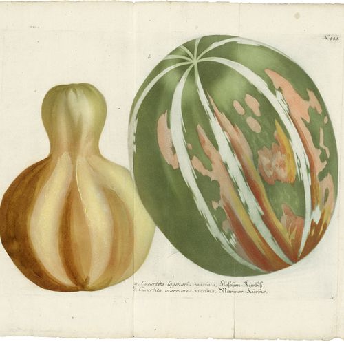 WEINMANN, Johann Wilhelm 各种各样的南瓜。

4幅彩色蚀刻画，具有现代感。着色。32,5 x 42,3厘米（印版）；41,5 x 48,&hellip;