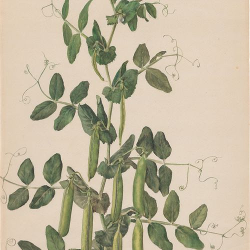 Kliun, Ivan Vasilievitch The pea bush.

Watercolor on paper. 42,7 x 30,6 cm. Cf.&hellip;