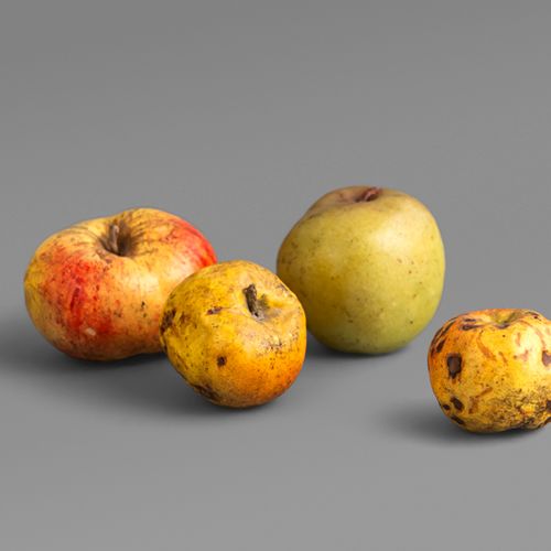 Modellfrüchte 四个不同品种的苹果。

三个苹果是用石膏涂蜡制成的，有颜色，一个苹果是用绿蜡制成的，茎是用缠绕和涂蜡的麻绳制成。高4,5厘米-7厘米&hellip;