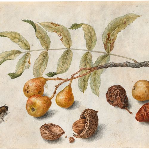 Garzoni, Giovanna 静物画中的梨枝、干梨、带壳杏仁和一只家蝇。

牛皮纸上的水粉和水彩画。14,2 x 19,3厘米。