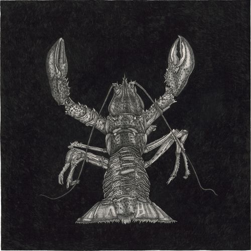 Fioratti Loreto, Arianna Lobster, seen from behind.

Black pen (Rapidograph) on &hellip;