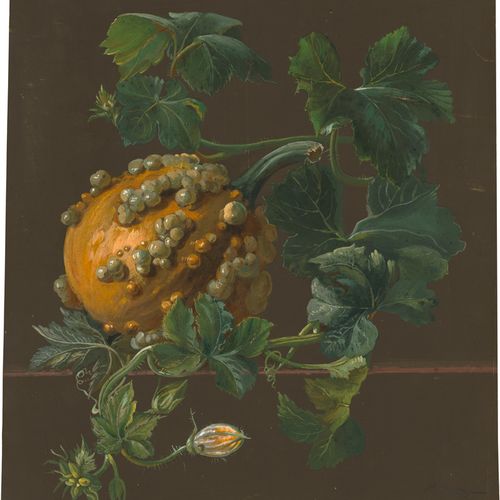 Jentzen, H. Eine Kürbisranke.

Gouache auf festem Papier. 39,2 x 34,6 cm. Unten &hellip;