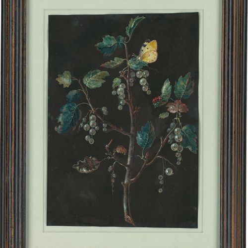 Dietzsch, Barbara Regina - zugeschrieben 归属。白醋栗与白菜白蝶和甲虫。

水粉画。30 x 21,4 cm。