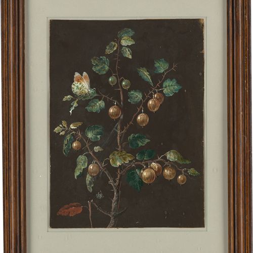 Dietzsch, Barbara Regina - zugeschrieben 归属。有蛾子和蜘蛛的鹅莓藤。

水粉画。29 x 21,4 cm。