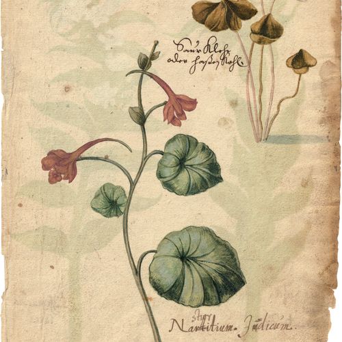 Deutsch 17th c. Nasturtium (Nasturtium tropaeolum), verso: Burning love campion &hellip;