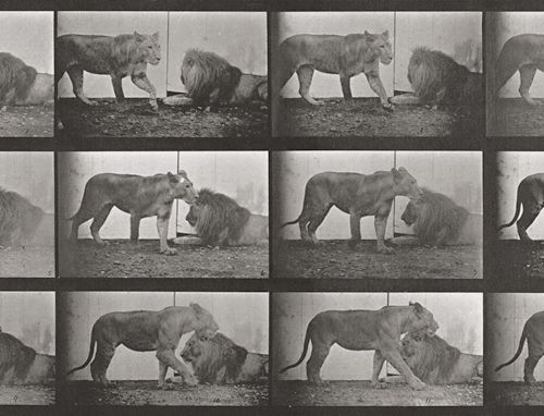 Muybridge, Eadweard 狮子。1887年，拼版画，图版号727，来自《动物运动》。19.5 x 39.5厘米（47 x 59.5厘米）。在图像下&hellip;