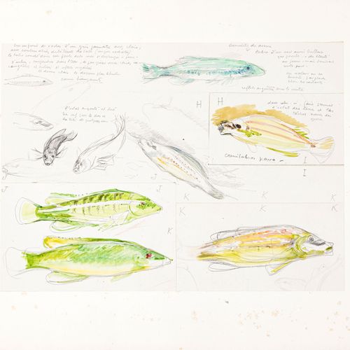 Null Théo Van Rysselberghe (1862-1926), Etudes de poissons, suite de 3 aquarelle&hellip;