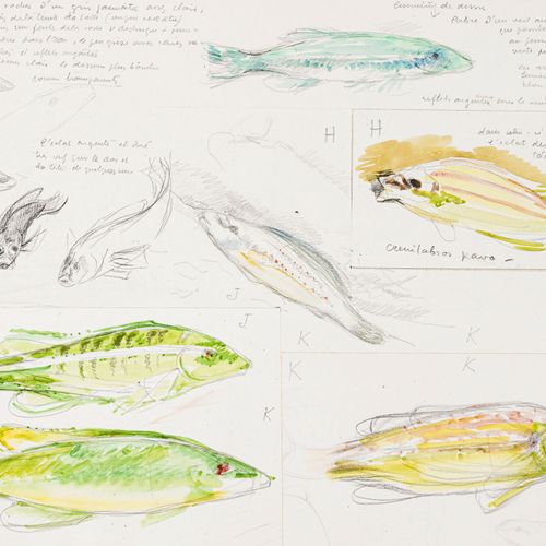 Null Théo Van Rysselberghe (1862-1926), Etudes de poissons, suite de 3 aquarelle&hellip;