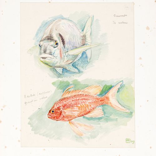 Null Théo Van Rysselberghe (1862-1926), 2 poissons et Dorade et barbier, 2 aquar&hellip;