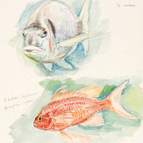 Null Théo Van Rysselberghe (1862-1926), 2 poissons et Dorade et barbier, 2 aquar&hellip;