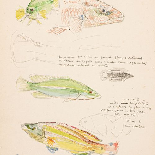Null Théo Van Rysselberghe (1862-1926), Etudes de poissons, 2 aquarelles et mine&hellip;