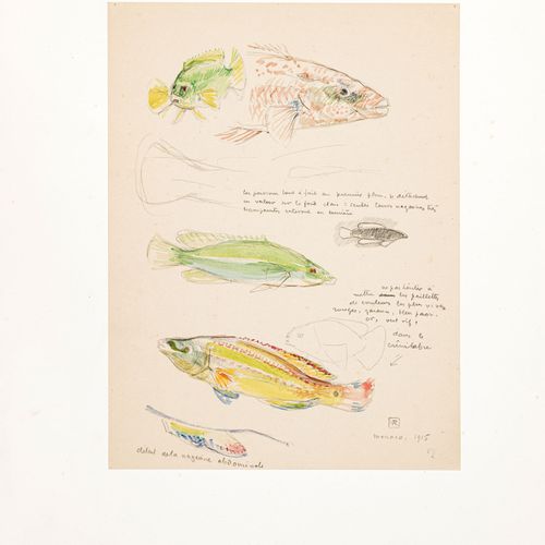 Null Théo Van Rysselberghe (1862-1926), Etudes de poissons, 2 aquarelles et mine&hellip;