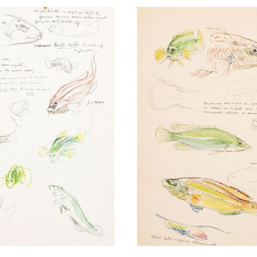 Null Théo Van Rysselberghe (1862-1926), Etudes de poissons, 2 aquarelles et mine&hellip;