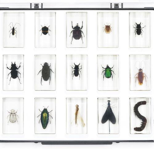 Null Collection de 60 insectes, arachnides, scolopendres et autres mille-pattes &hellip;