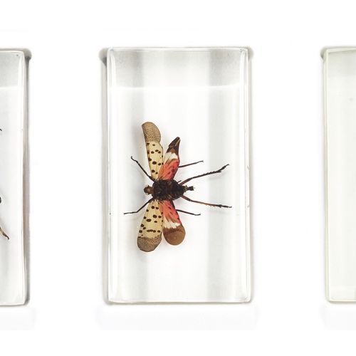 Null Collection de 60 insectes, arachnides, scolopendres et autres mille-pattes &hellip;