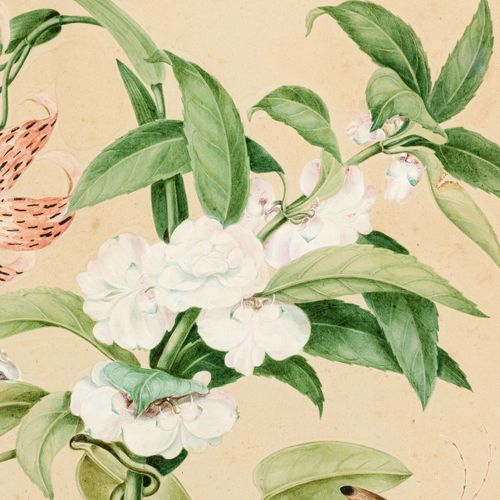 Null Ecole française du XIXe s., Branches de végétaux en fleurs et insectes, gou&hellip;