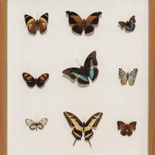 Null Set von 27 naturalisierten und präsentierten Schmetterlingen, gerahmt unter&hellip;