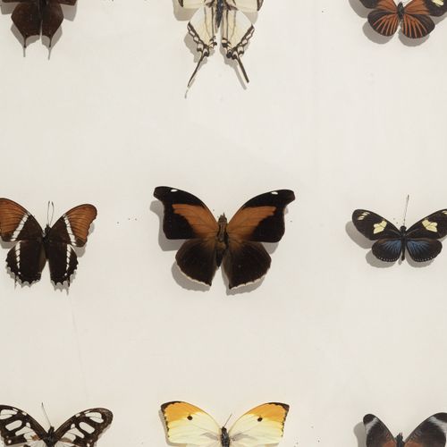 Null Set von 27 naturalisierten und präsentierten Schmetterlingen, gerahmt unter&hellip;