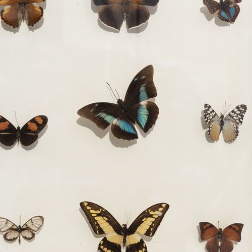Null Set of 27 naturalized butterflies framed under glass in entomological box, &hellip;