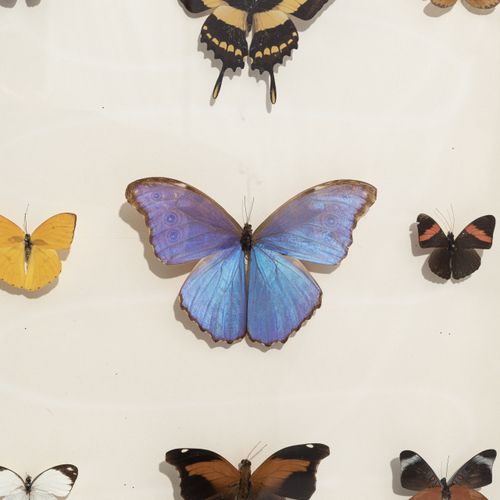 Null Set of 27 naturalized butterflies framed under glass in entomological box, &hellip;