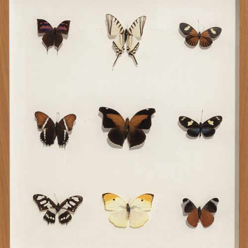Null Conjunto de 27 mariposas naturalizadas enmarcadas en una caja entomológica,&hellip;