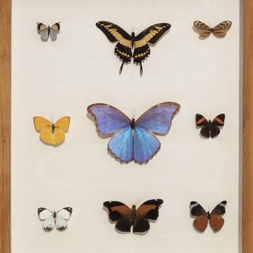 Null Set di 27 farfalle naturalizzate incorniciate in una scatola entomologica, &hellip;