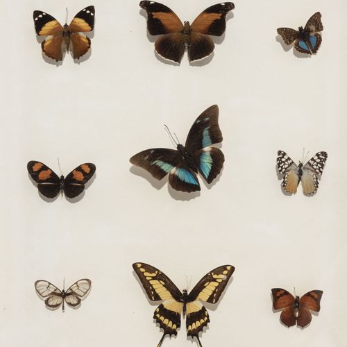Null Ensemble de 27 papillons naturalisés et présentés encadrés sous vitre en bo&hellip;