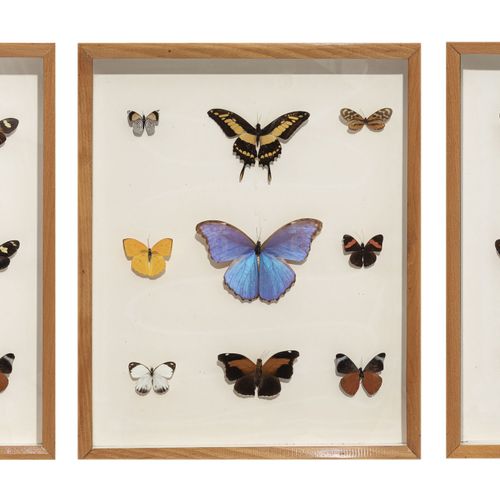 Null Conjunto de 27 mariposas naturalizadas enmarcadas en una caja entomológica,&hellip;