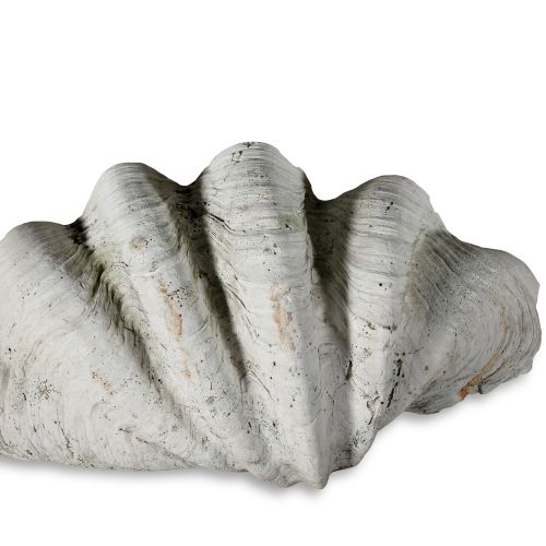 Null 自然历史标本 一个巨大的蛤蜊化石，砗磲属。宽65厘米