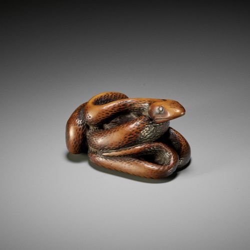 A LARGE AND POWERFUL WOOD NETSUKE OF A COILED SNAKE A LARGE AND POWERFUL WOOD NE&hellip;