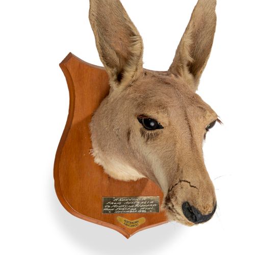 Null Sealed Bid Auction
Taxidermy: A preserved head of a Kangaroo on shield 

da&hellip;