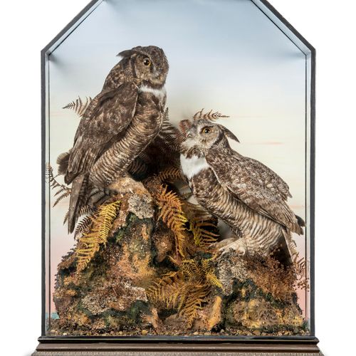 Null 
Taxidermy: A magnificent pair of Great Horned Owls by Waters

late 19th ce&hellip;