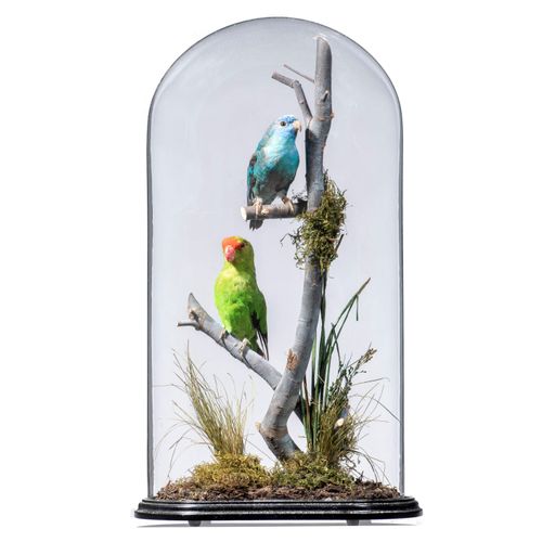 Null Sealed Bid Auction
Taxidermy: A pair of lovebirds in glass dome

19th centu&hellip;