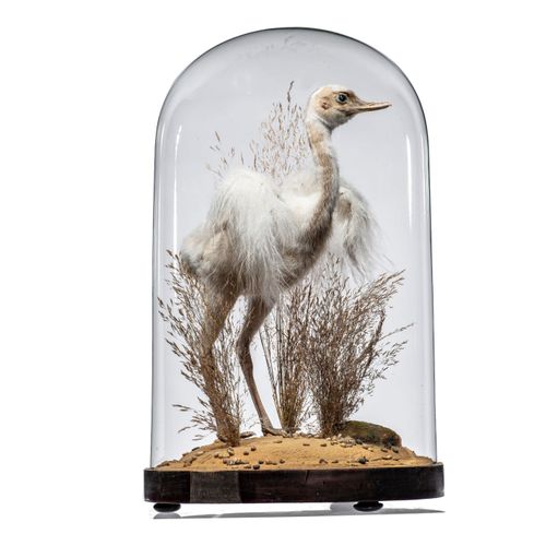 Null 
Sealed Bid Auction

Taxidermy: A white Rhea chick in glass dome

recent

5&hellip;