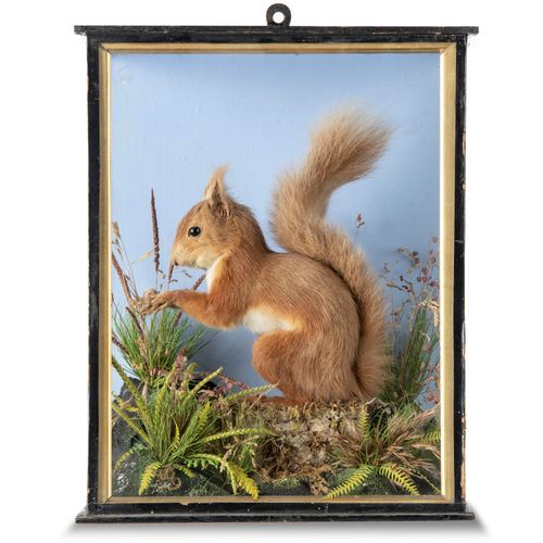 Null 
Taxidermy: A Red Squirrel by Lowne, with label to rear

early 20th century&hellip;