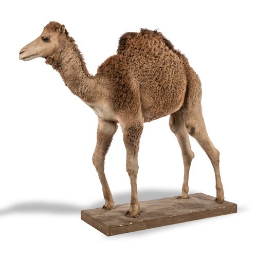 Null Sealed Bid Auction
Taxidermy: A dromedary camel full mount

2nd half 20th c&hellip;
